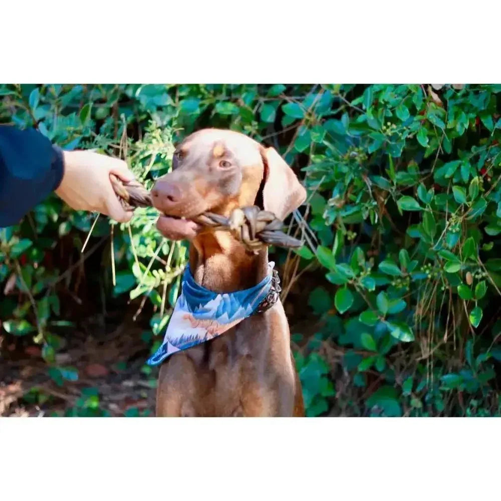 Dogginstix Braided Sticks Lamb Collagen Double Knots Dog Chews Case of 25 - Talis Us