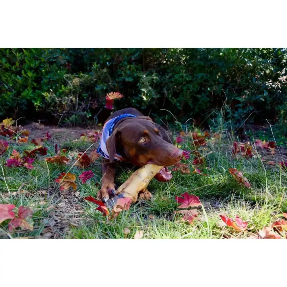 Dogginstix Odor Free Beef Feet - Beef Trotter Dog Chews Case of 20 - Talis Us