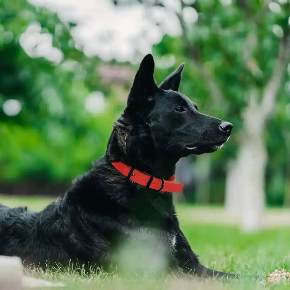 Dogline Biothane Waterproof Dog Collar Strong Coated Nylon Webbing with Black Hardware Odor- Proof Dogline WP