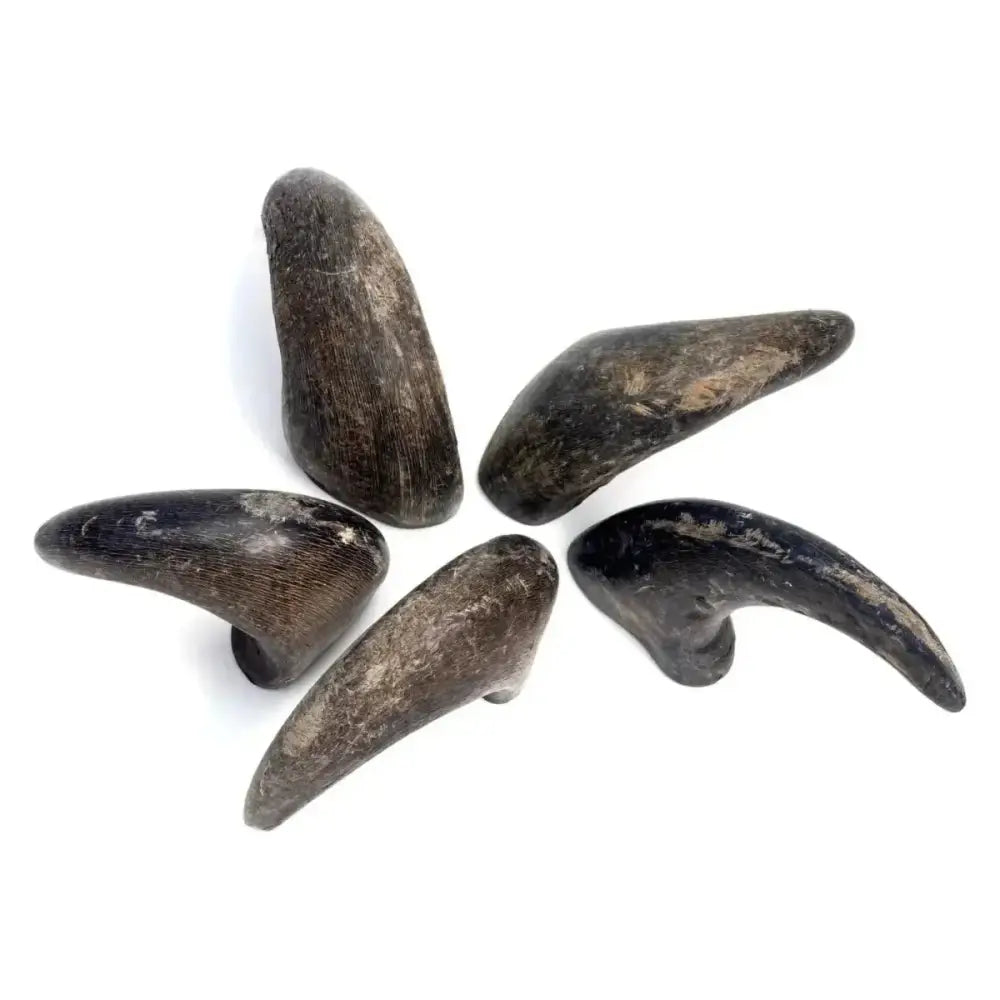 Durkha Natural Water Buffalo Horns for Dogs – Long - Lasting, Natural Dog Treats - Talis Us