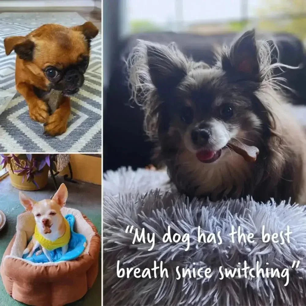 Earthbones Dental Chews For Dogs - Talis Us