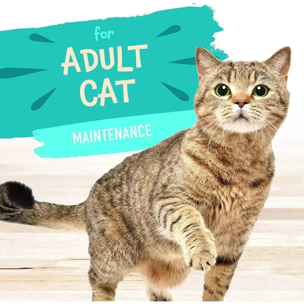 Earthborn Holistic Grain Free Key West Zest Wet Cat Food 24ea/3 oz - Talis Us