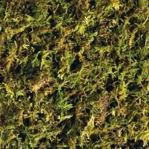Exo Terra Forest Moss Tropical Terrarium Reptile Substrate Exo-Terra