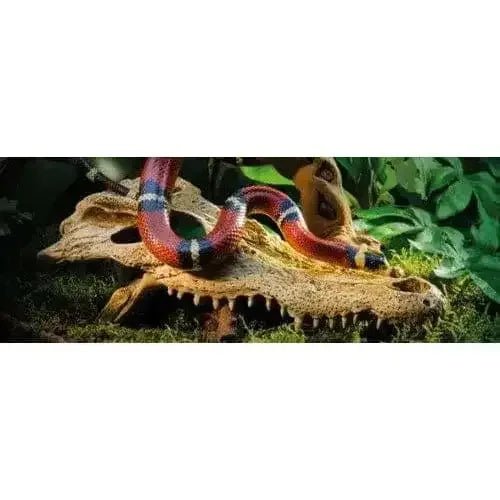 Exo Terra Terrarium Crocodile Skull Decoration - Talis Us