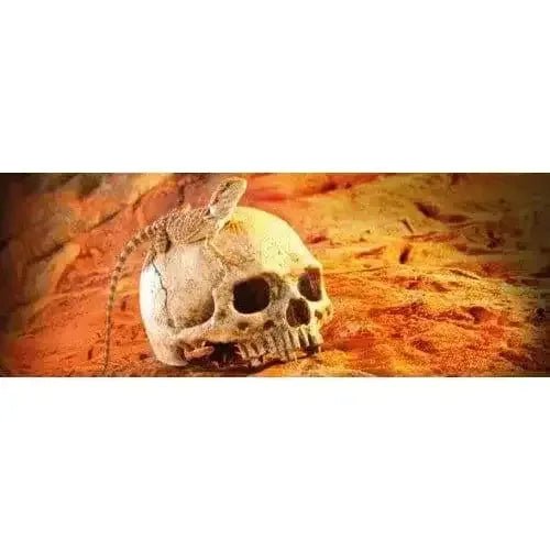 Exo Terra Terrarium Primate Skull Decoration - Talis Us