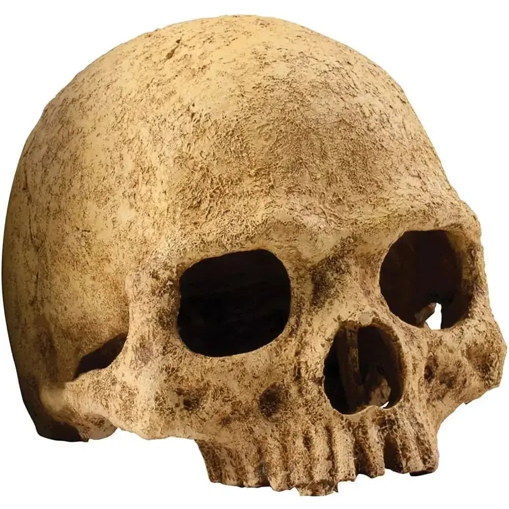 Exo Terra Terrarium Primate Skull Decoration - Talis Us