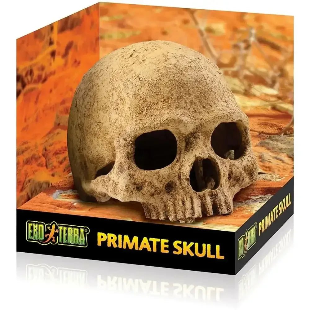 Exo Terra Terrarium Primate Skull Decoration - Talis Us