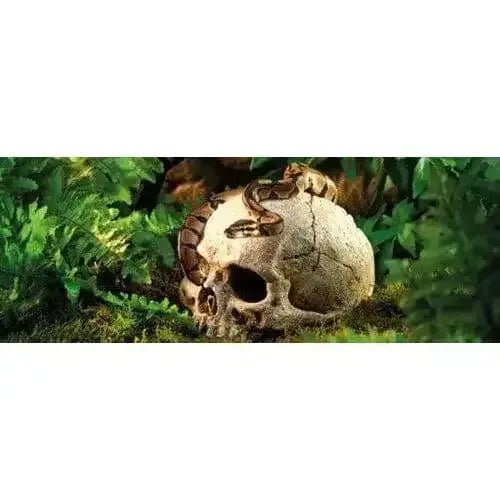 Exo Terra Terrarium Primate Skull Decoration - Talis Us
