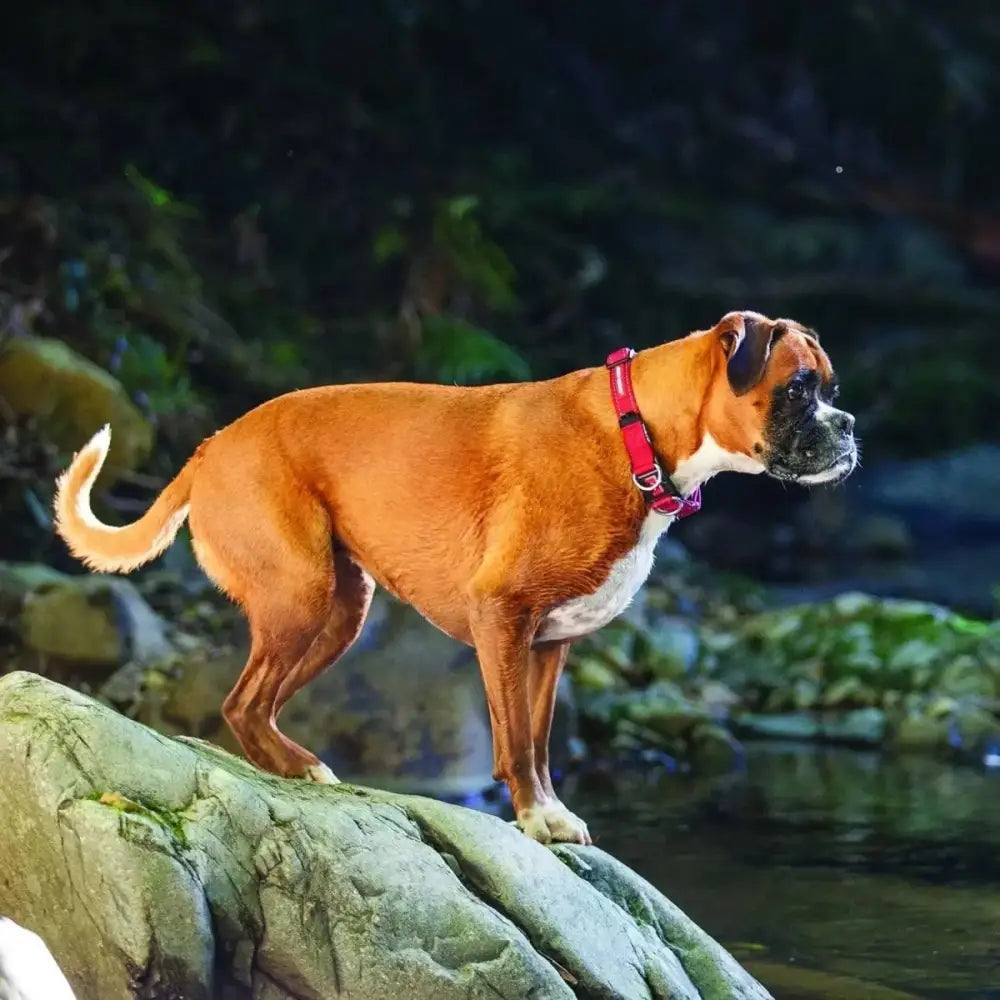 EzyDog Double Up Premium Nylon Dog Collar with Reflective Stitching - Talis Us