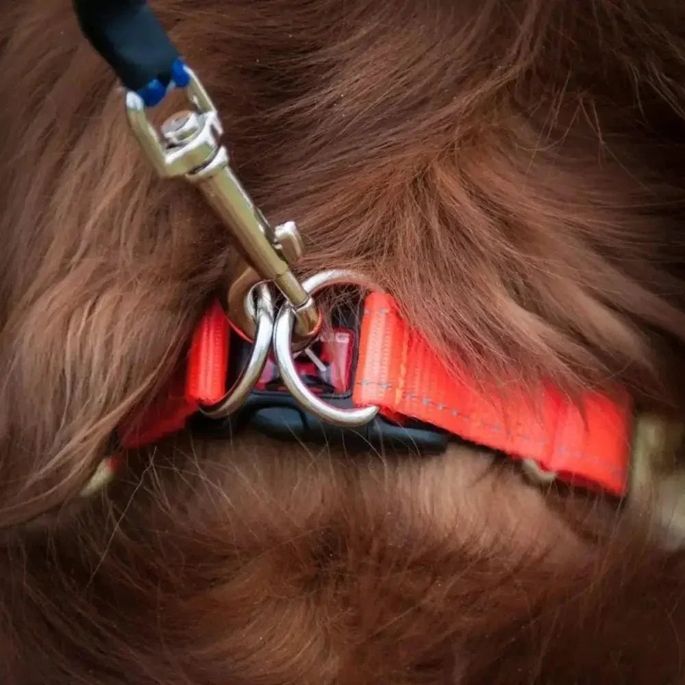 EzyDog Double Up Premium Nylon Dog Collar with Reflective Stitching - Talis Us