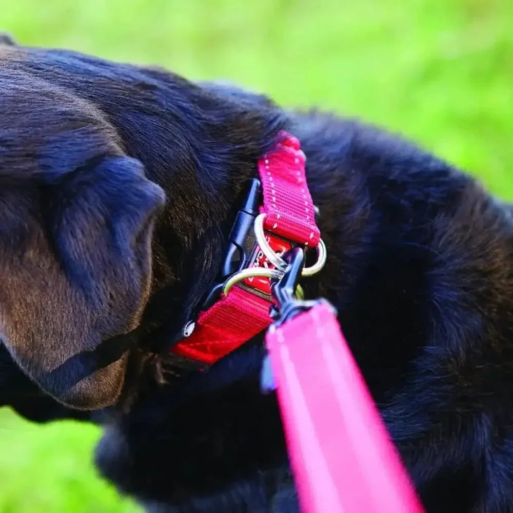 EzyDog Double Up Premium Nylon Dog Collar with Reflective Stitching - Talis Us