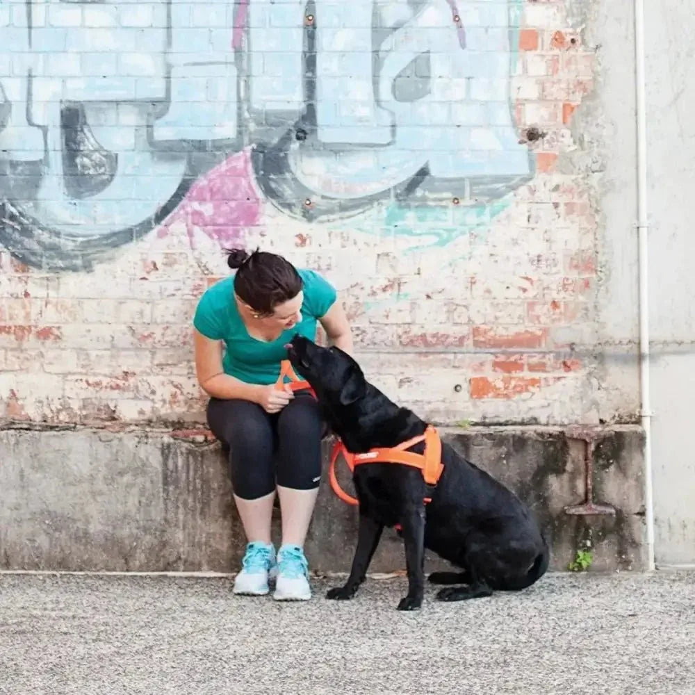 EzyDog Premium Quick Fit Adjustable No - Pull Dog Harness - Talis Us
