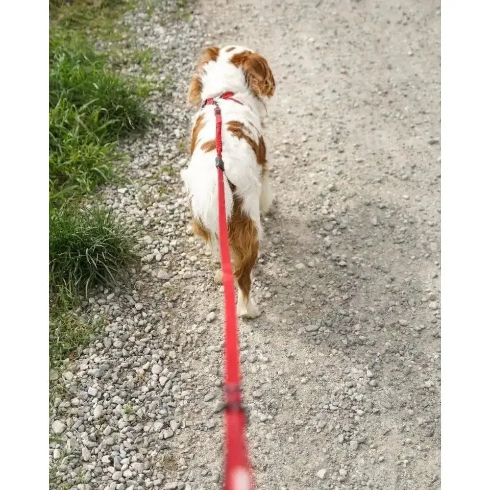 EzyDog Zero Shock Lite Bungee Dog Leash 72 in - Talis Us