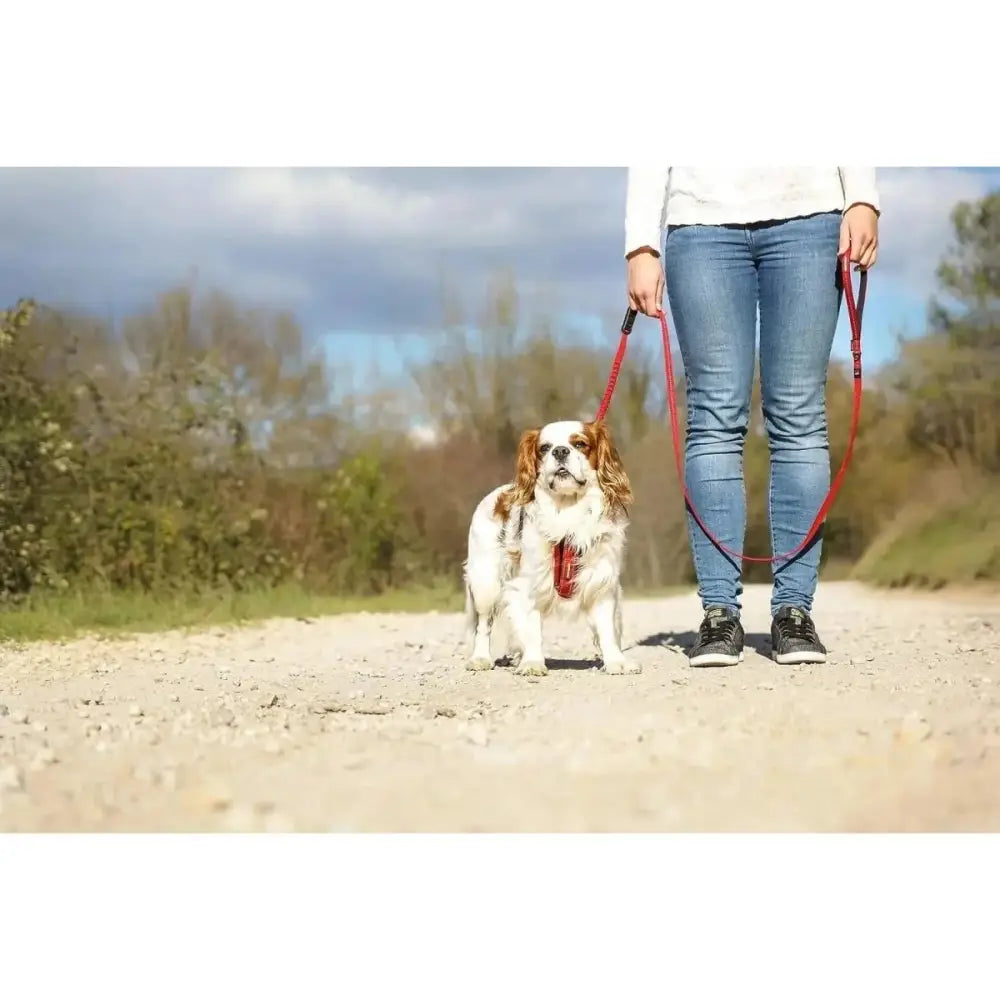 EzyDog Zero Shock Lite Bungee Dog Leash 72 in - Talis Us