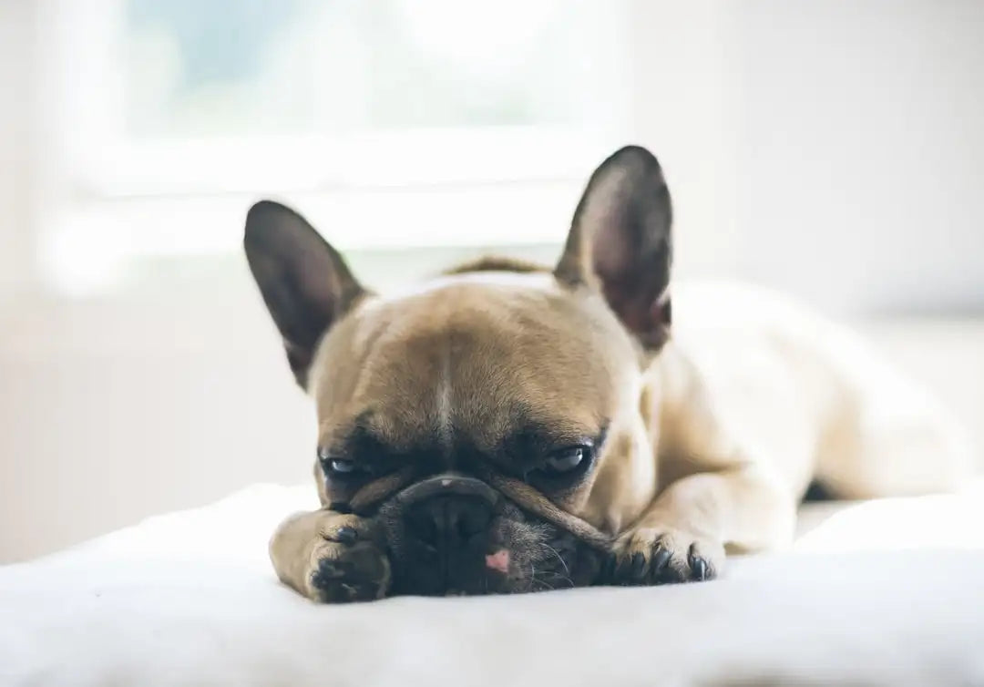 A fawn-colored french bulldog with black ears and nose rests its head on a white surface, showcasing its characteristic wrinkled face and compact build.