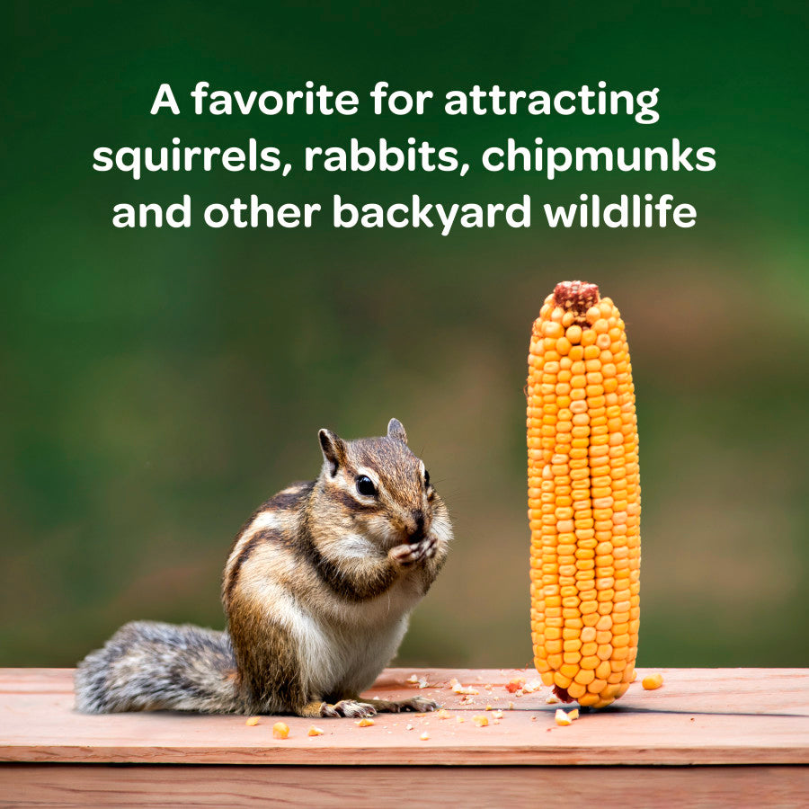 A chipmunk eating next to a Kaytee corn on the cob for squirrels, rabbits, and chipmunks.
