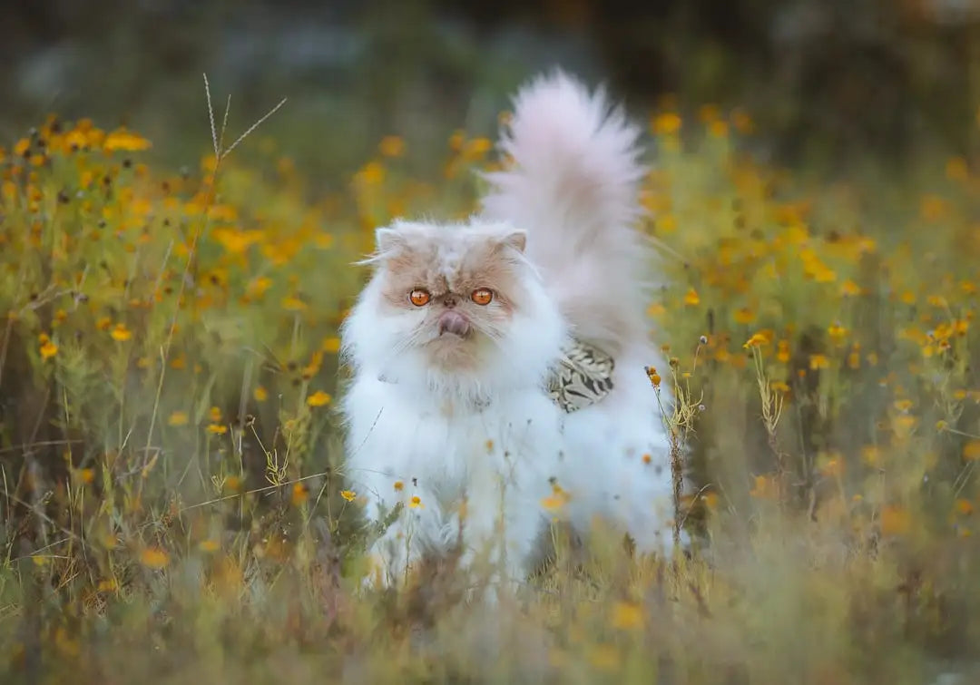 A fluffy white persian cat with striking orange eyes and a bushy tail stands amidst yellow wildflowers.