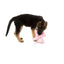 FuzzYard Dog Toy Neighborhood Nasties Scratchette Pink Flea - Talis Us