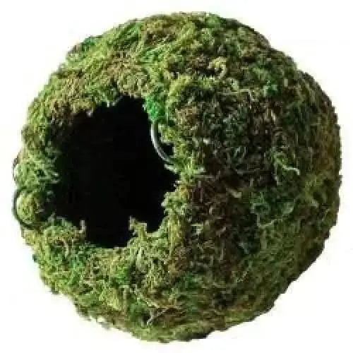 Mossy Cave - Green - 4" (Galapagos) Galapagos