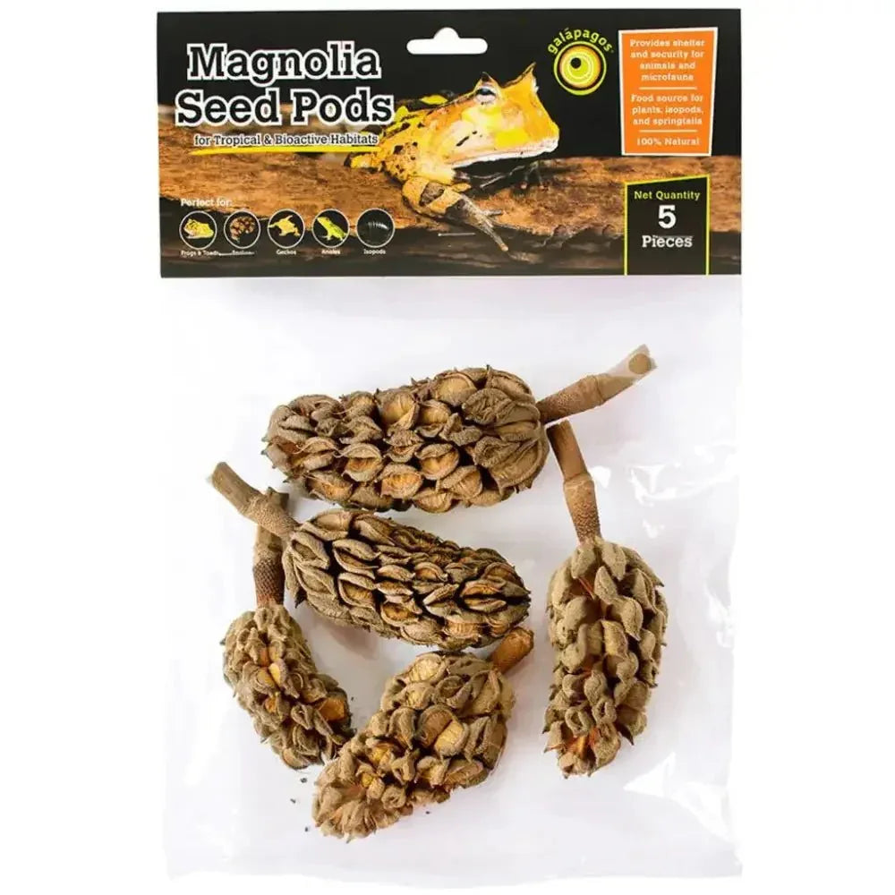 Galapagos Natural Magnolia Seed Pods 5 pk - Talis Us