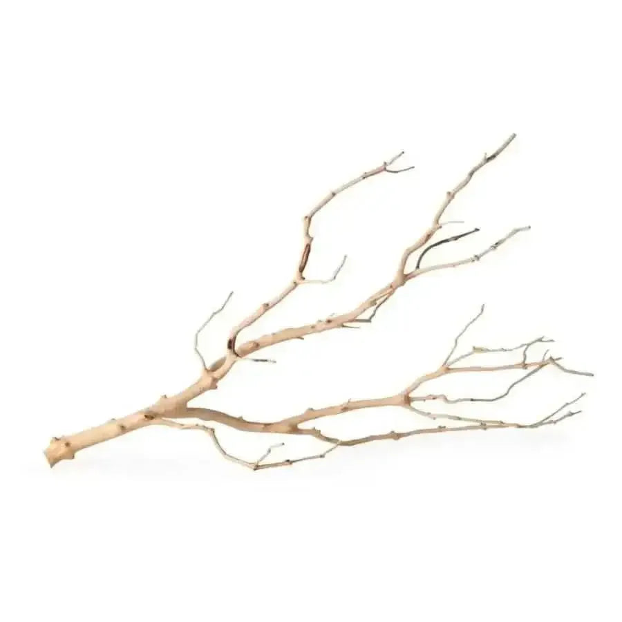 Galapagos Staghorn Wood Manzanita Branch Brown Galapagos CPD