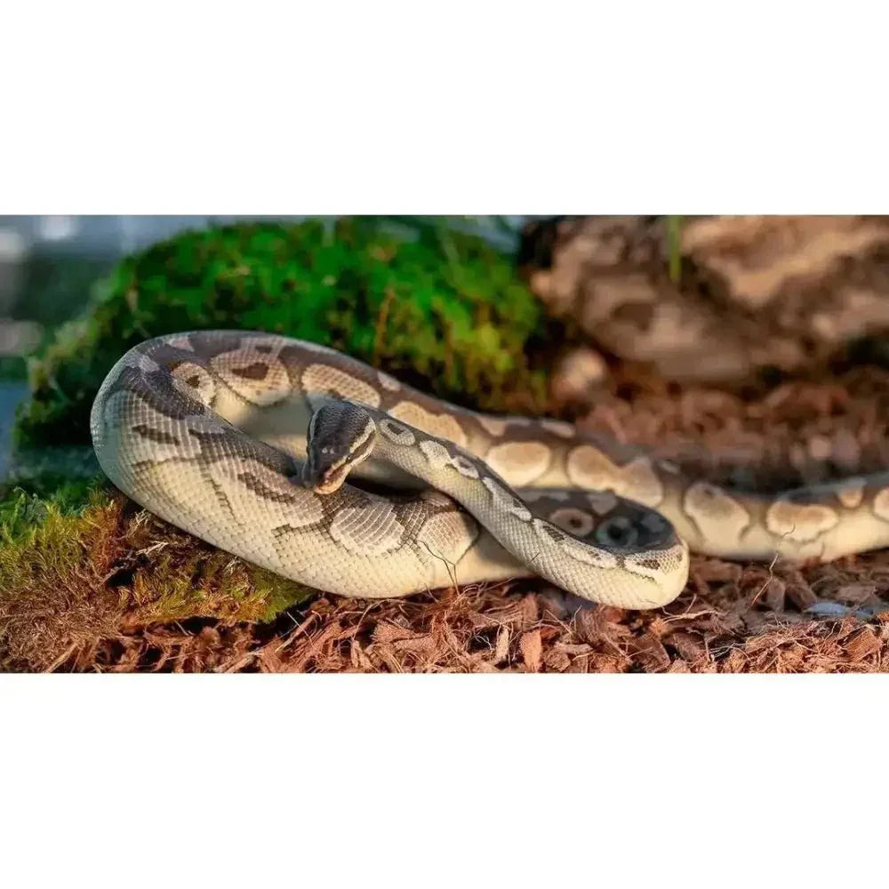 Galapagos Tropicoco Natural Coconut Husk Bedding Substrate 8 qt - Talis Us
