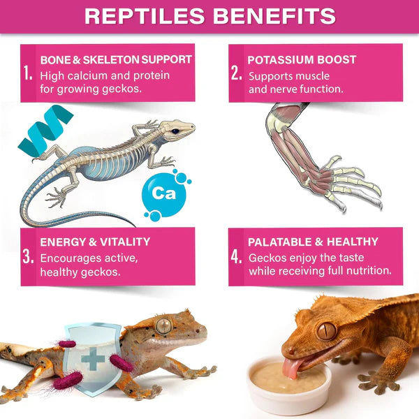 Gargeer crested gecko food benefits including energy, vitality, and bone support for healthy reptiles