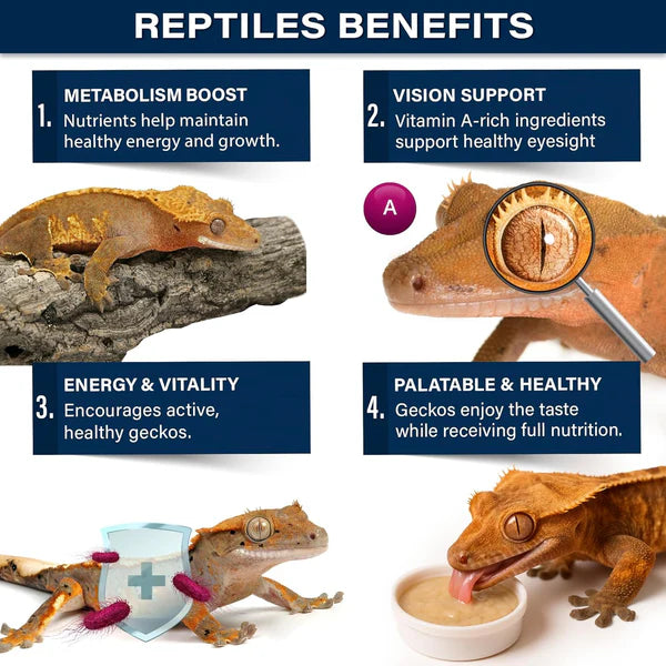 Gargeer premium crested gecko food benefits infographic showcasing nutrition, energy, and health support