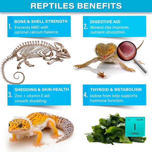 Gargeer reptile mineral supplement benefits for bone strength and digestion in reptiles