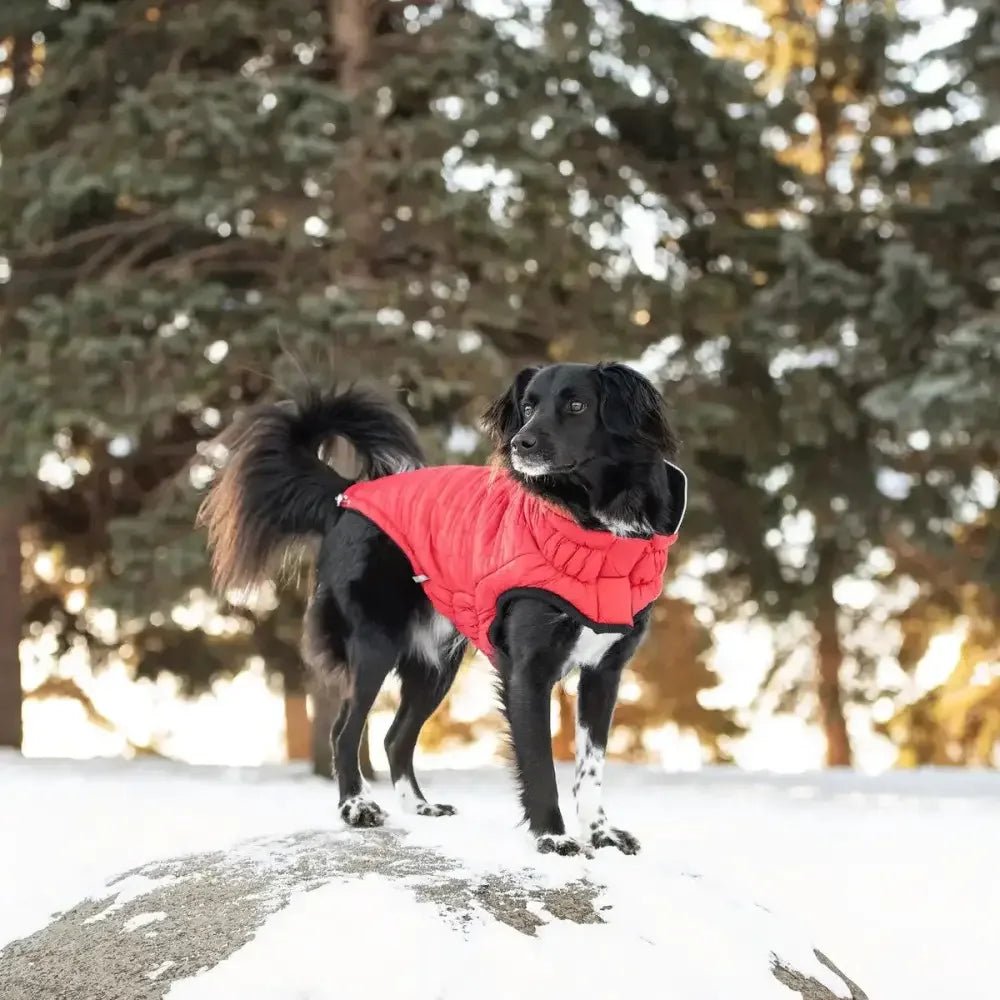 GF Pet Reversible Chalet Winter Dog Jacket - Talis Us
