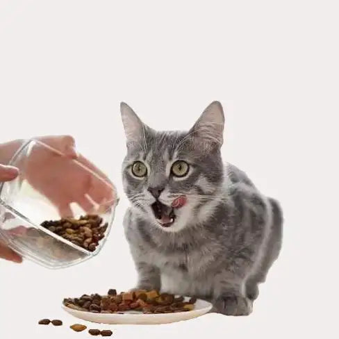 Gray tabby cat with striking green eyes and a white chest, sitting attentively beside a plate of kibble.