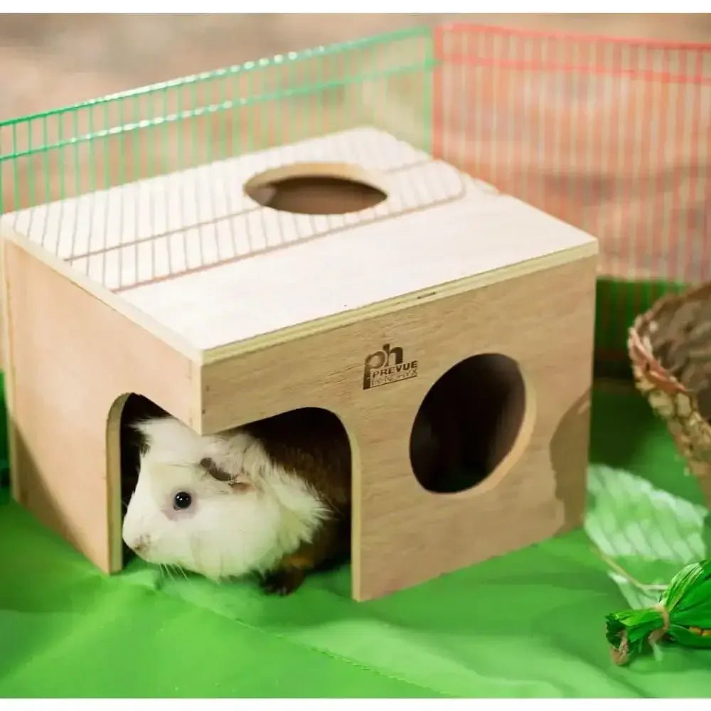 Guinea Pig Hut - Talis Us