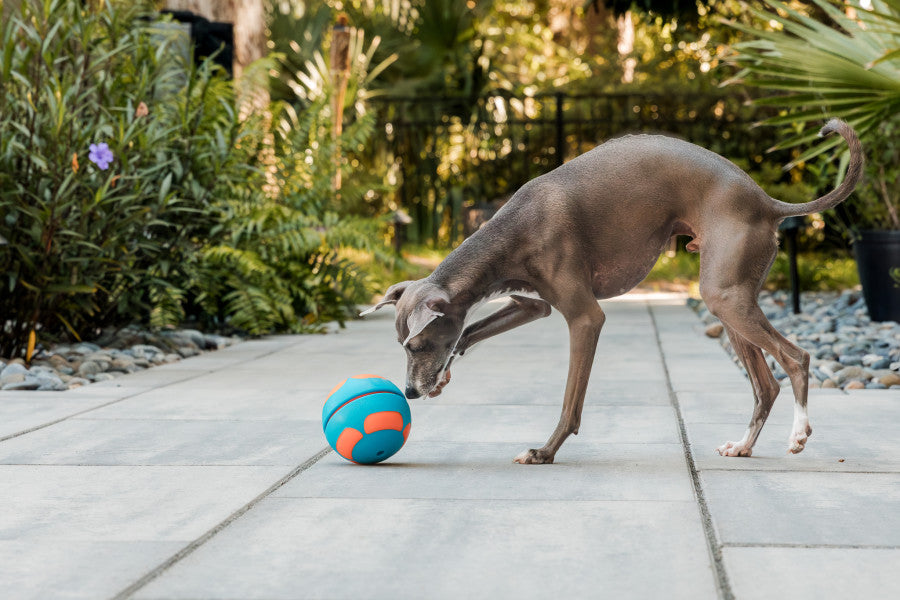 GURU Slow Feeder Dog Toys in vibrant blue and orange, designed for engaging pet play and mental stimulation.
