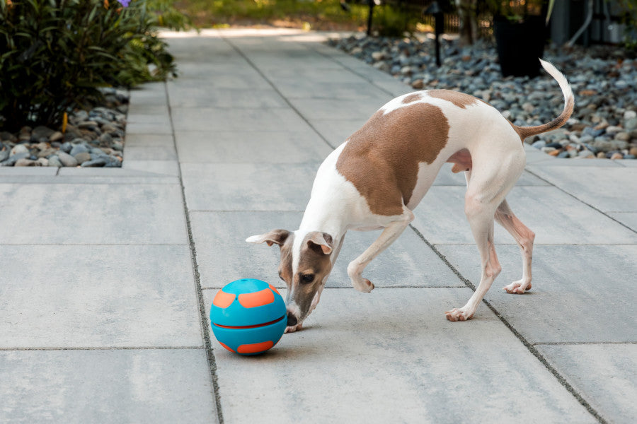 GURU colorful Slow Feeder Dog Toys ball designed for interactive play with dogs in outdoor settings