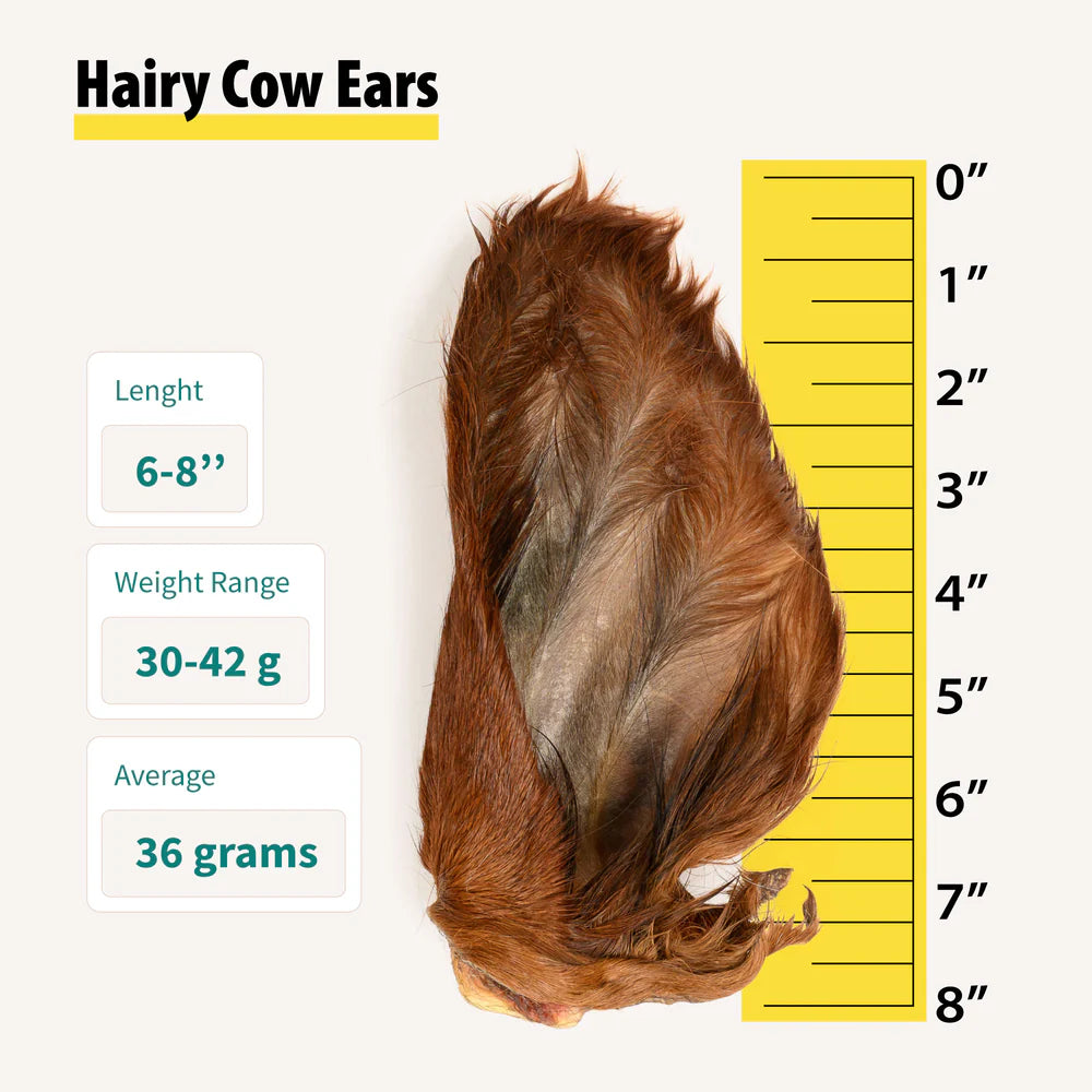 A single hairy cow ear dog chew shown next to a ruler measuring approximately 8 inches long.