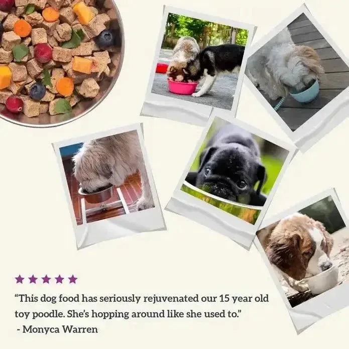 Health Extension Gently Air Dried Salmon Recipe Dog Food 2lb - Talis Us