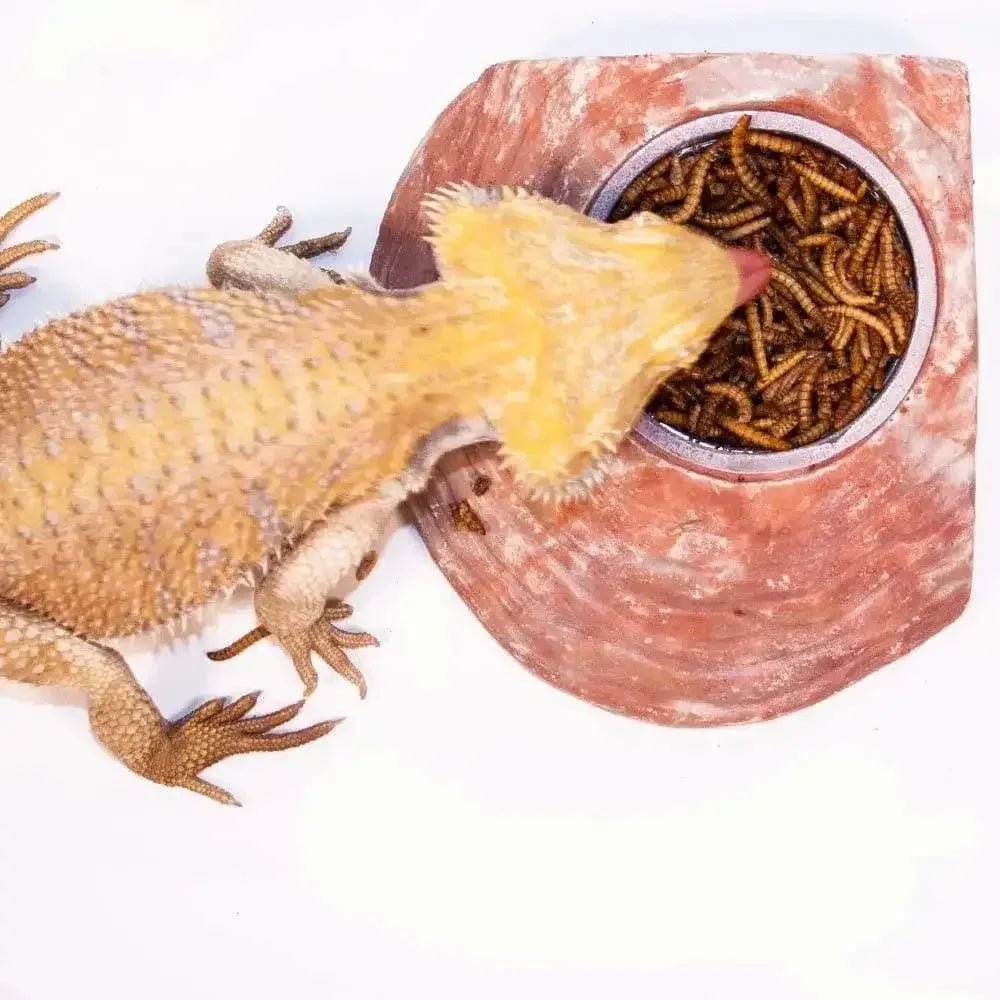 Healthy Herp Insectivore Reptile Treat Mealworms 0.95 - Ounce - Talis Us
