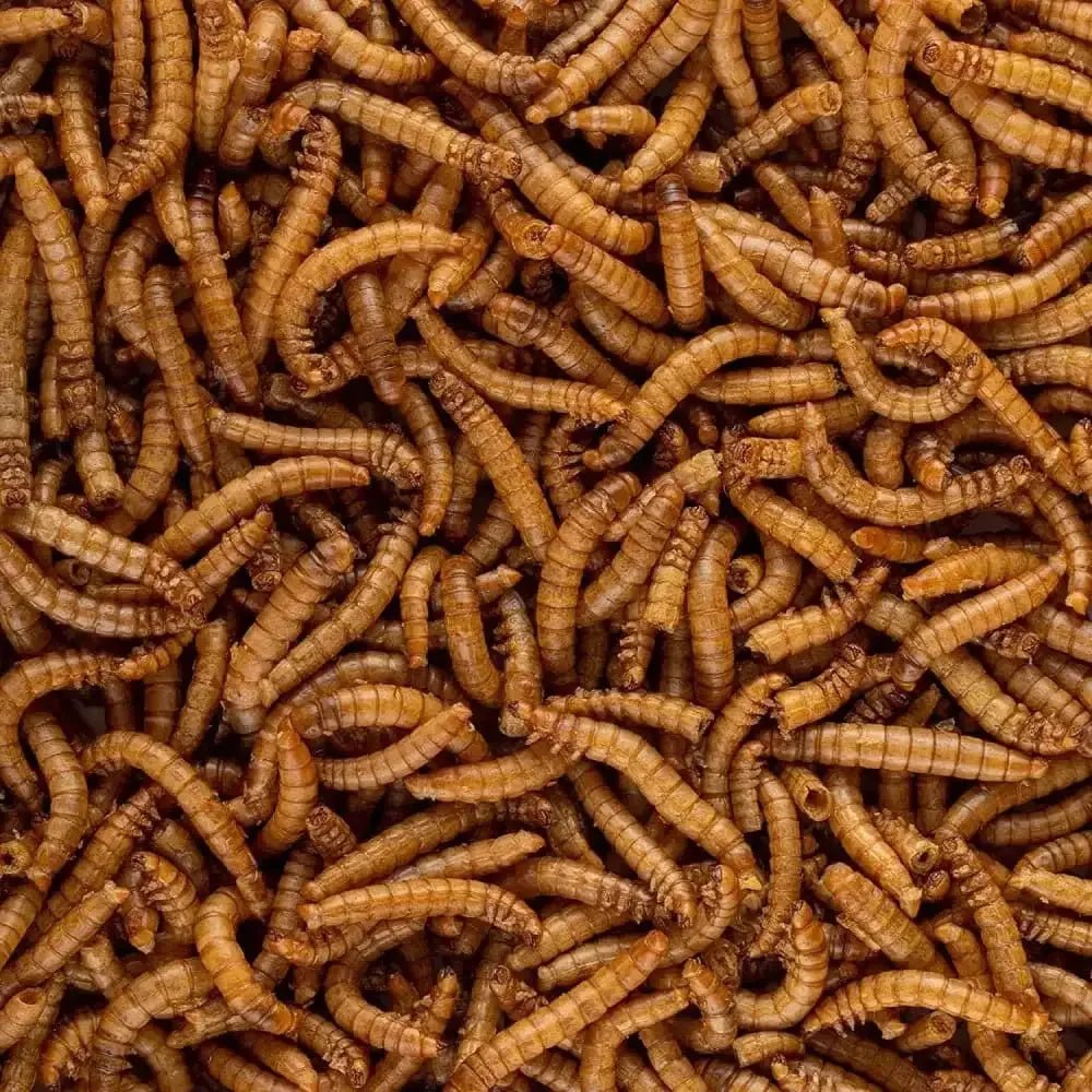 Healthy Herp Insectivore Reptile Treat Mealworms 0.95 - Ounce - Talis Us