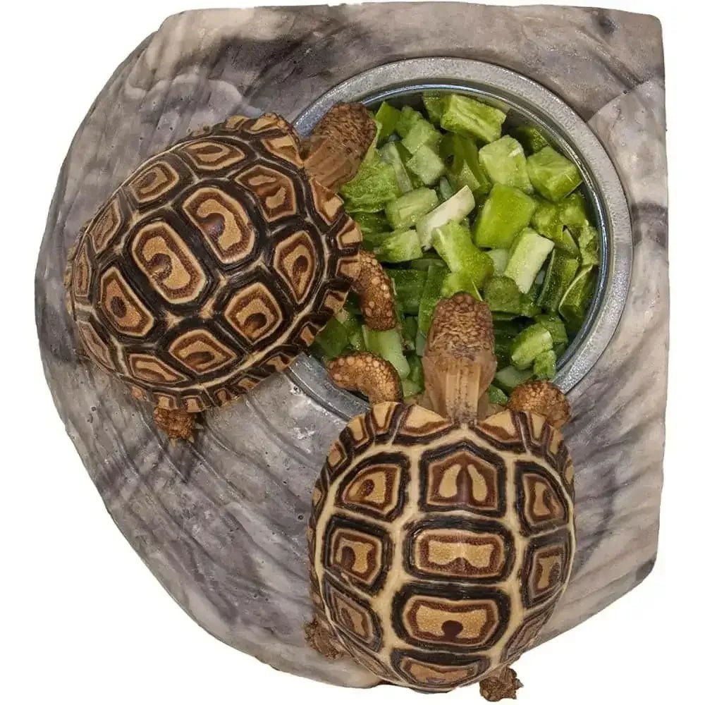 Healthy Herp Tortoise Treats Cactus 0.25 oz - Talis Us