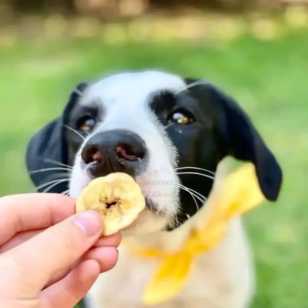 Healthybud Banana Crisps Dehydrated Vegan Training Dog Treats 5.3 Oz - Talis Us