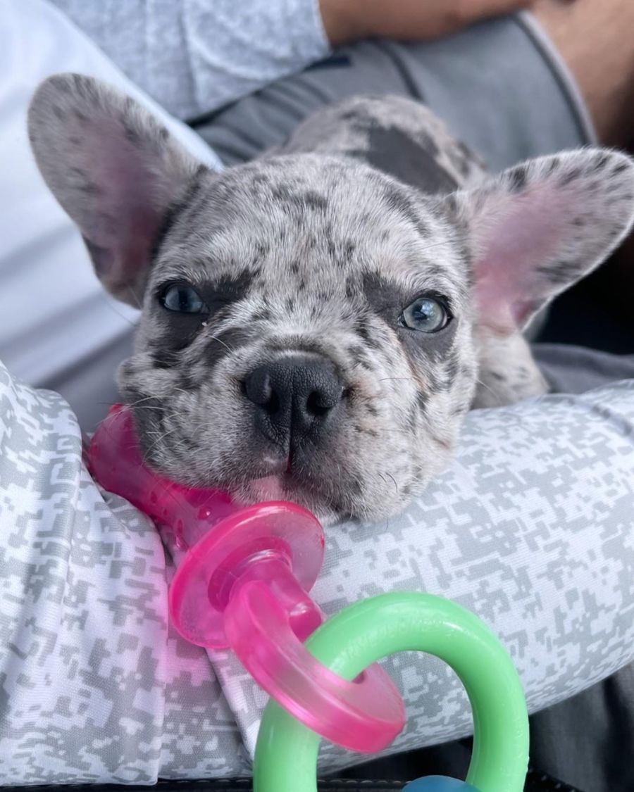 Merle French Bulldog puppy resting its head on a pink and green Nylabone teething pacifier toy.