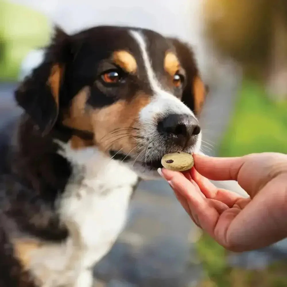 Honest To Goodness™ Plant Snacks Good Vibes Chamomile & Ginger Recipe Dog Treats 8oz - Talis Us