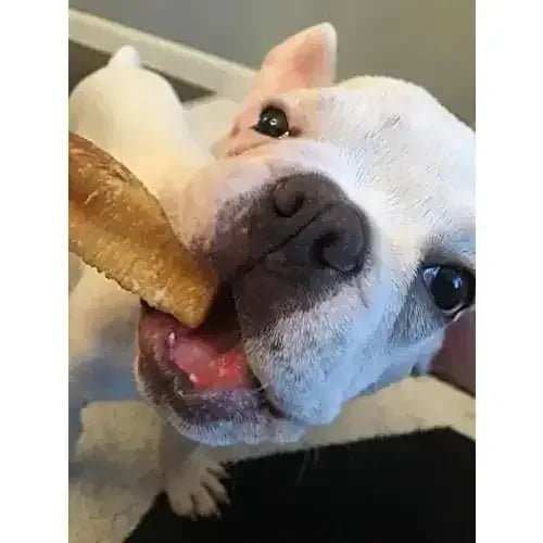 Honey Yak Milk Chews for Dogs Chew Dog Treat - Talis Us