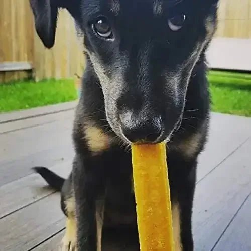 Honey Yak Milk Chews for Dogs Chew Dog Treat - Talis Us