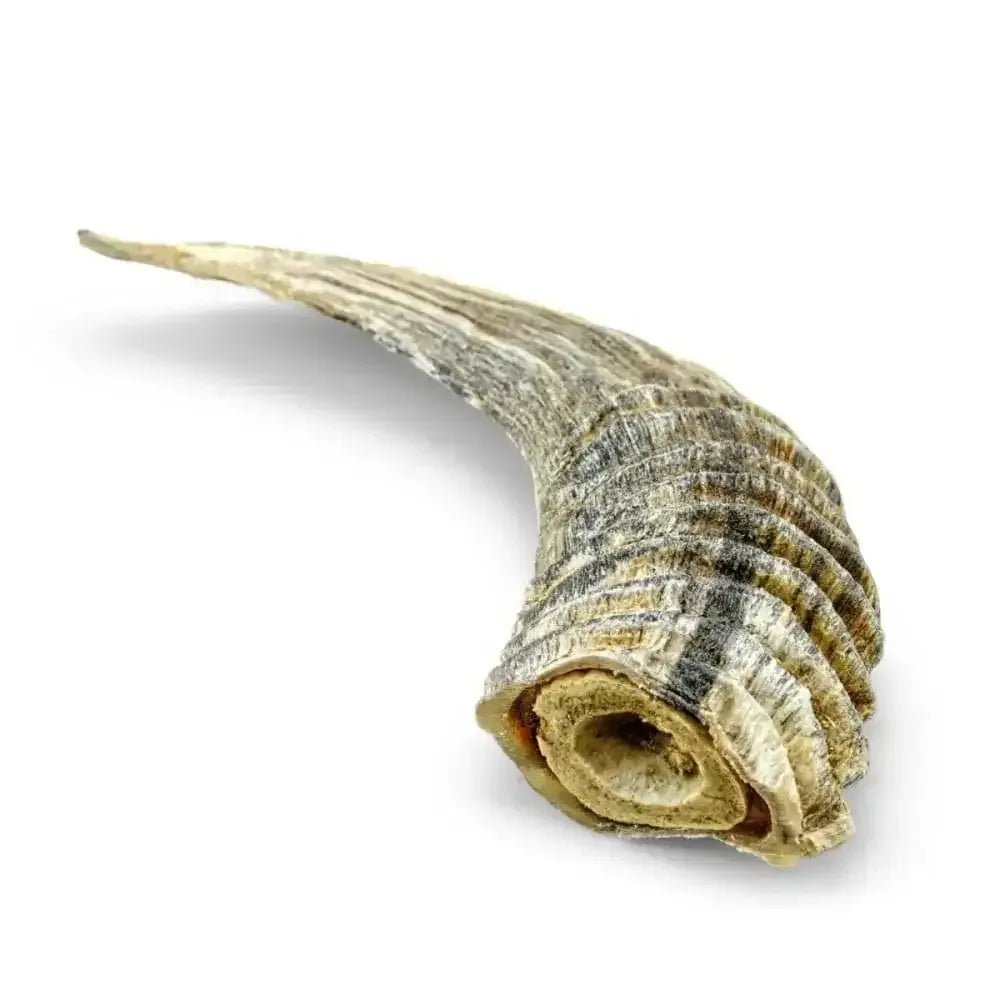 Icelandic+ Small Lamb Horn w/ Marrow Individual - Talis Us