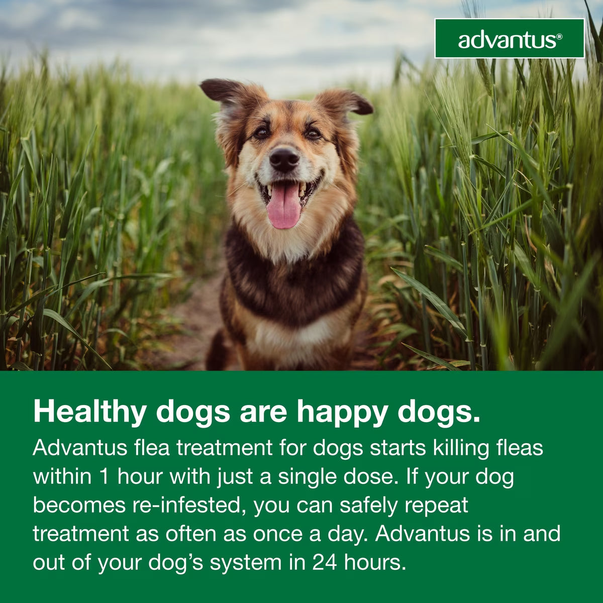 Talis Us Advantus Soft Chews for Dogs, 7.5 mg, 30 Count, with a happy dog in a grassy field. Flea treatment information inclu
