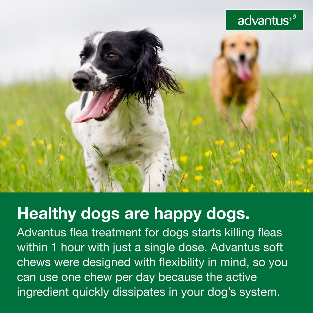 Talis Us Advantus Soft Chews for Large Dogs, 37.5 mg, 30 Count, featuring happy dogs outdoors with product details below.