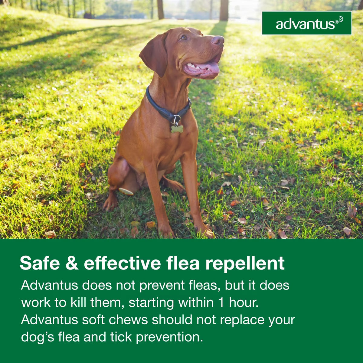 Talis Us Advantus Soft Chews for Large Dogs, 30 count, with a dog sitting on grass, promoting flea repellent.