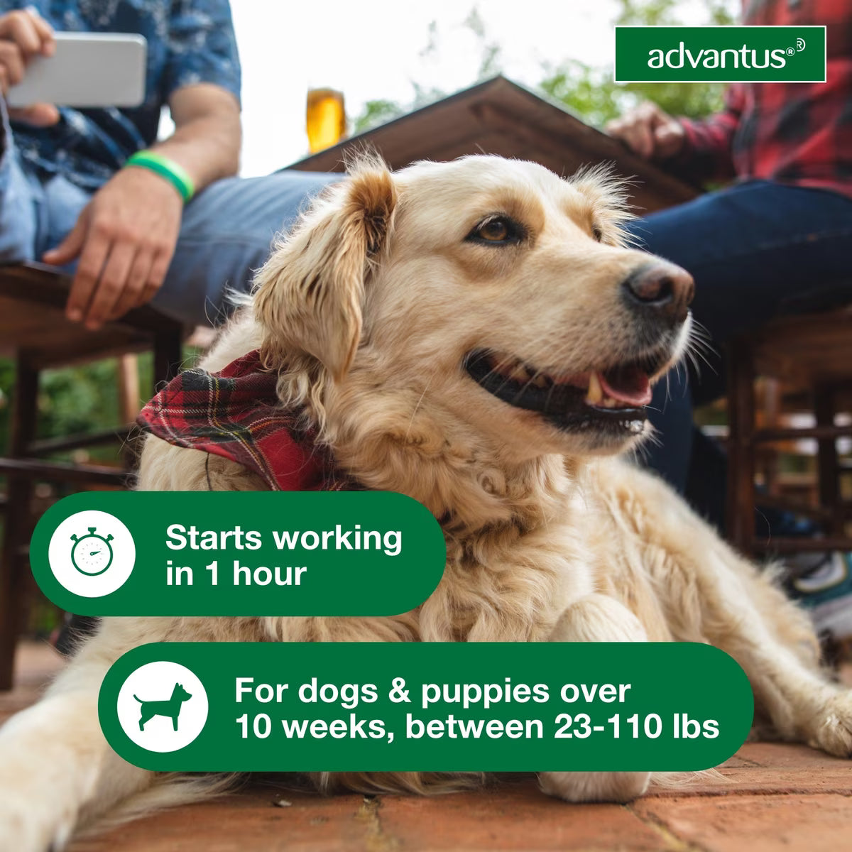 Talis Us Advantus Soft Chews for Large Dogs, 37.5 mg, 30 Count, featuring a golden retriever and product details.