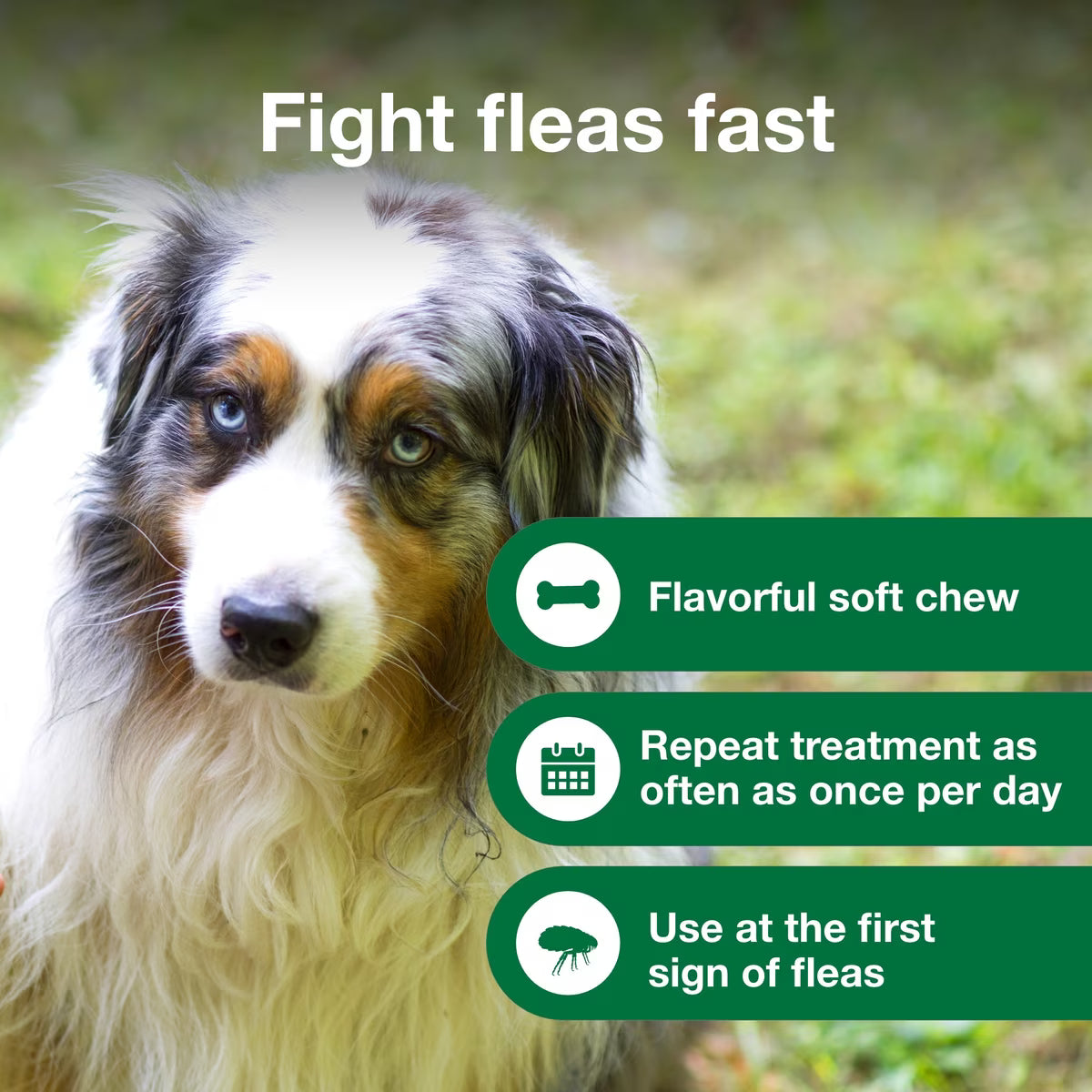 Talis Us Advantus Soft Chews for Large Dogs - 37.5 mg, 30 Count, featuring a dog and key benefits for flea treatment.